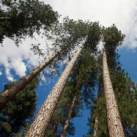 Pixwords Attēls ar koks, koki, debesis, koks, mākoņi Juan Camilo Bernal - Dreamstime