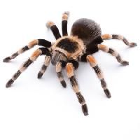 Pixwords Attēls ar dzīvnieku, kukaiņu, zirneklis, kājas Okea - Dreamstime