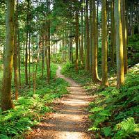ceļš, mežs, koki, koks, zaļa, veģetācija Julija Nikerina - Dreamstime