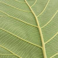 Pixwords Attēls ar leaf, green Rufous - Dreamstime