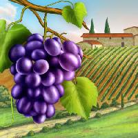 Pixwords Attēls ar vīnogas, pagalms, zaļa, lapu, vīnogulāju, saimniecība Andreus - Dreamstime