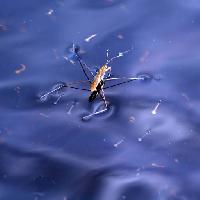 Pixwords Attēls ar bug, kukainis, ūdens, peldēt, zils Sergey Yakovlev (Basel101658)
