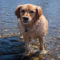 suns, ūdens, dzīvnieks Emilyskeels22 - Dreamstime