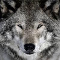vilks, dzīvnieku, savvaļas, suns Alain - Dreamstime