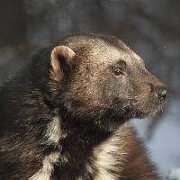 Pixwords Attēls ar dzīvnieku, lācis, wild, wildlife, kažokādas Moose Henderson - Dreamstime